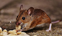 24 Hour & Emergency Exterminators in King City, CA